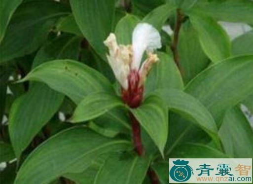 中药材白石笋图片