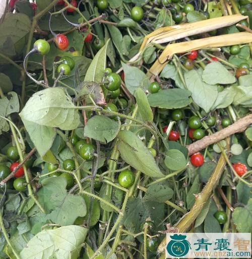 中药材白种乳草图片