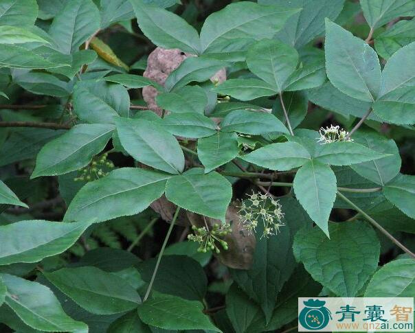 中药材白簕花图片