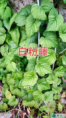 中药材白粉藤图片