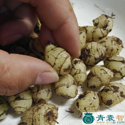 白糯消的性状性味归经以及功效用法-青囊智
