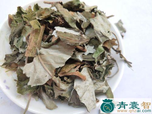 中药材白背绸图片