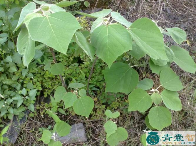 中药材白背青荚叶图片