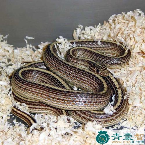 中药材白脊蛇图片