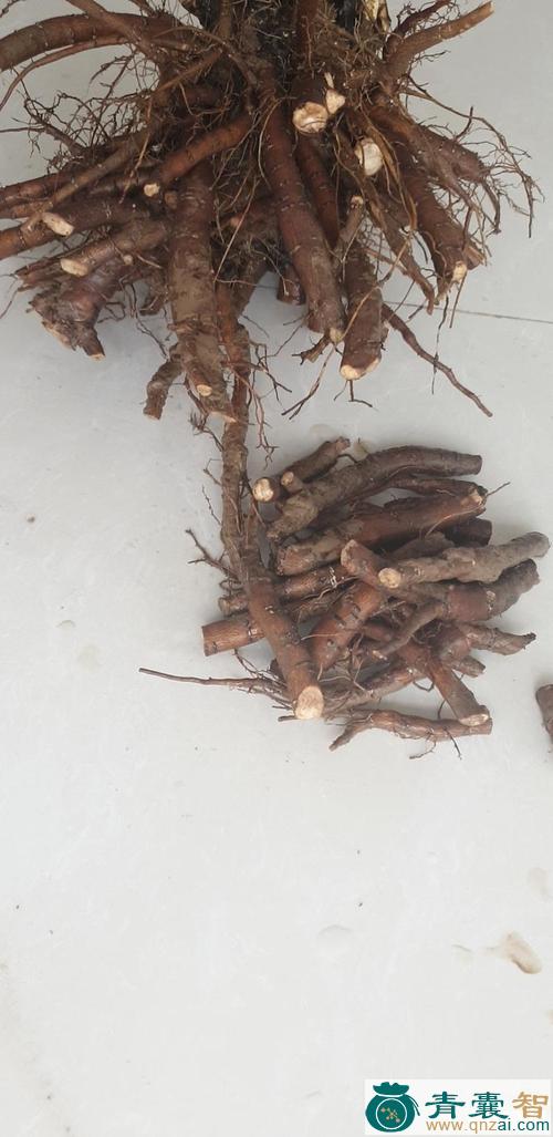 中药材白膏药根图片