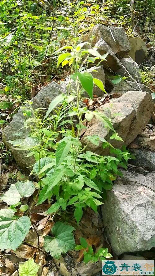中药材白节藤图片