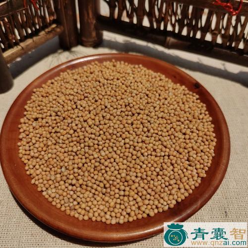 中药材白芥子图片
