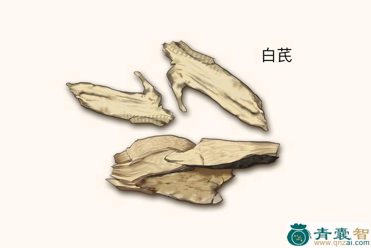 中药材白芪图片