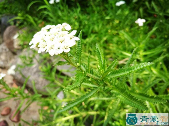 中药材白花一枝蒿图片