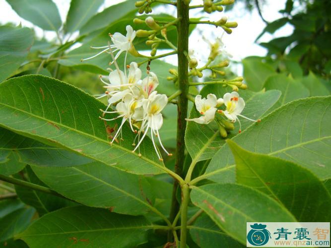 中药材白花七叶树图片