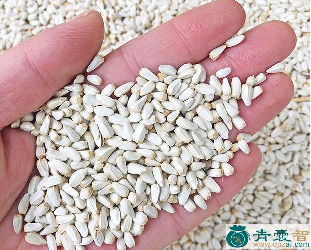 中药材白花仔图片