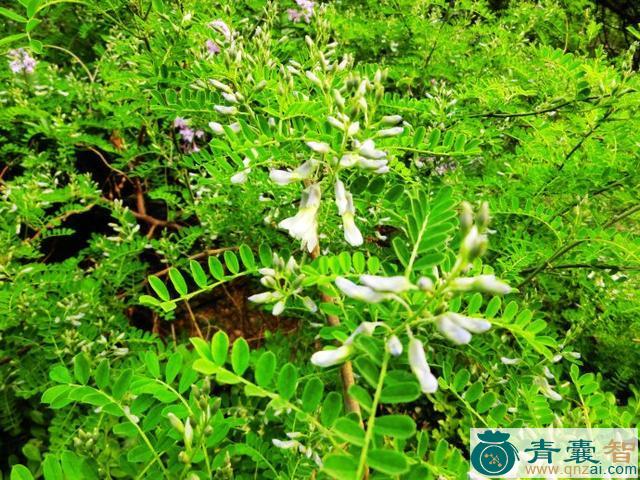 中药材白花刺图片