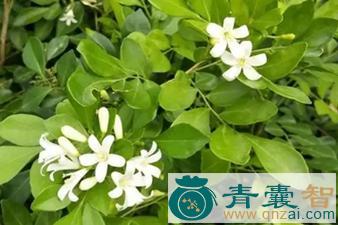中药材白花千只眼图片