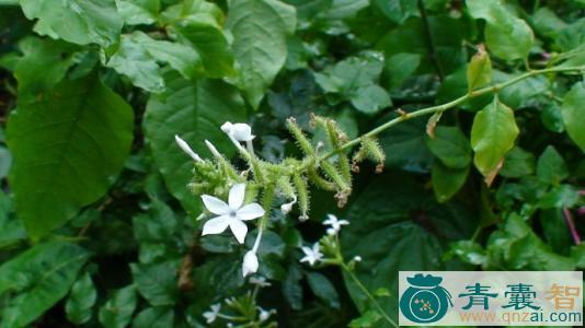中药材白花叶图片
