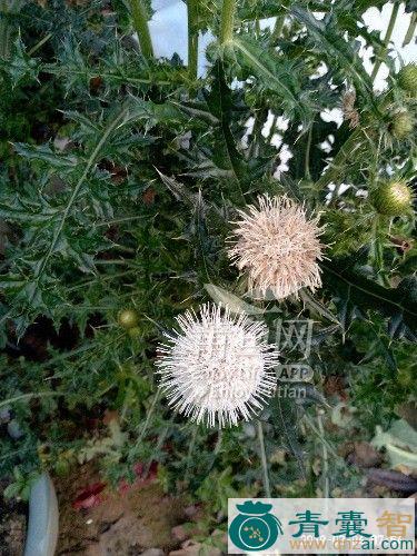 中药材白花大蓟图片