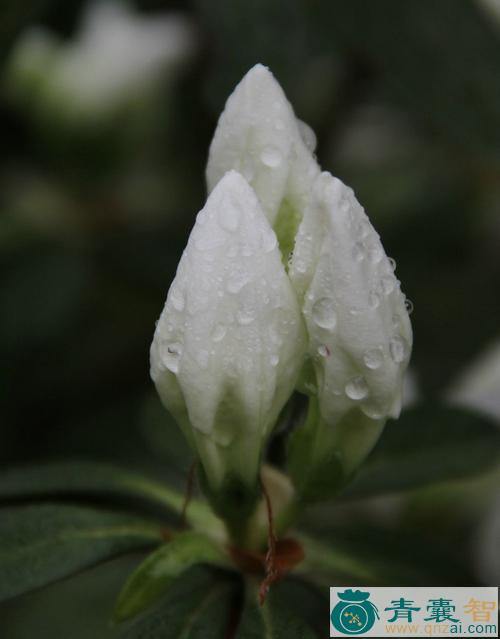 中药材白花映山红图片