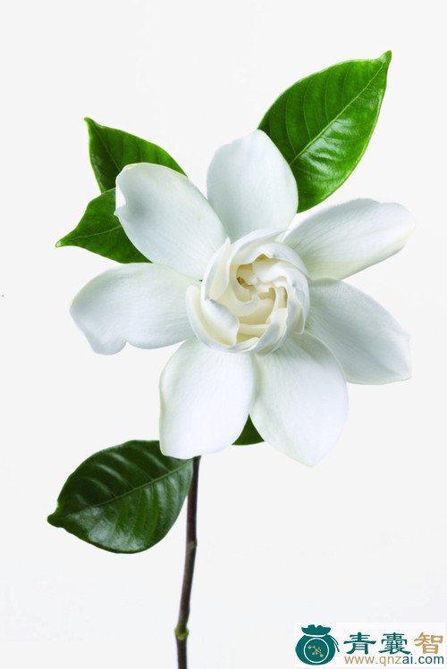 中药材白花枝子花图片