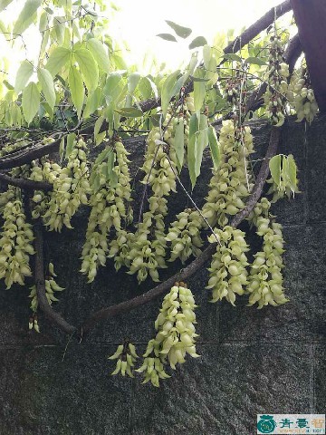 中药材白花油麻藤图片