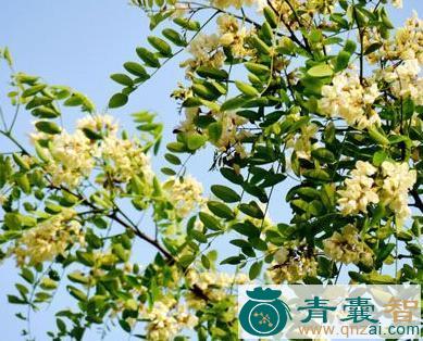 中药材白花灰毛槐树图片