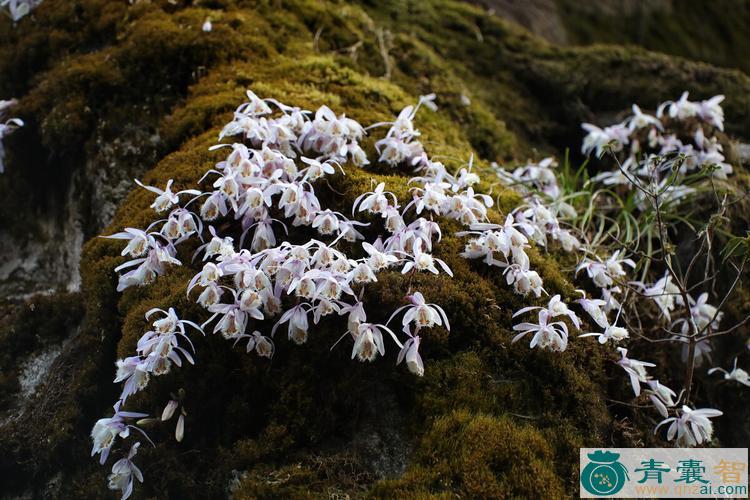 中药材白花独蒜图片