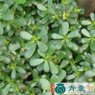 中药材白花猪母菜图片