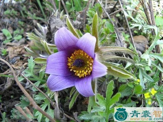 中药材白花白头翁图片