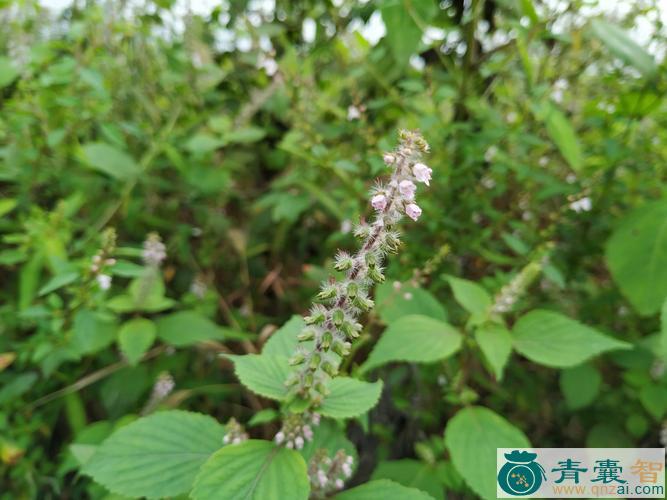 中药材白花紫苏图片