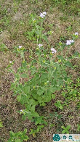 中药材白花臭草图片