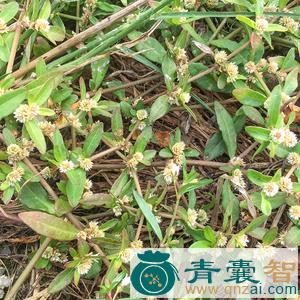中药材白花节节草图片