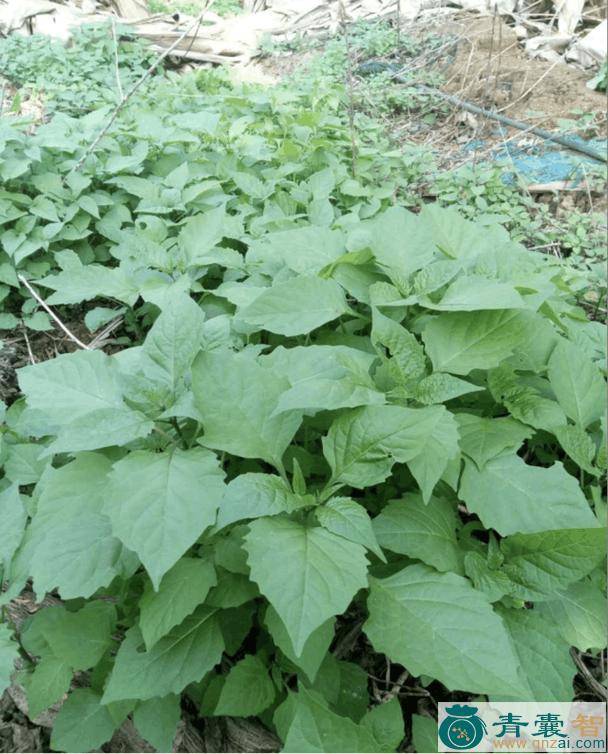 中药材白花菜棵图片