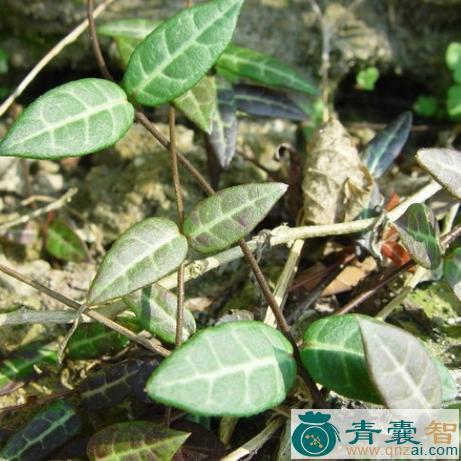 白花藤仔的性味归经以及功效用法和注意事项-青囊智