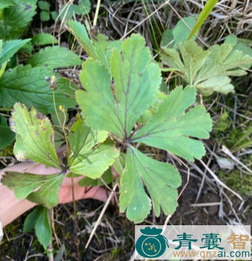 中药材白花虎掌草图片