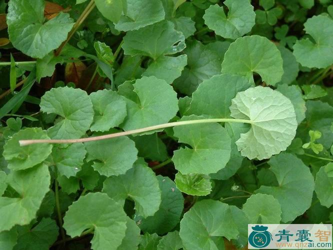 中药材白花蚶壳草图片