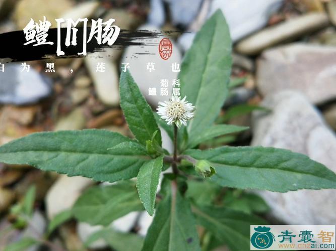 中药材白花蟛蜞草图片