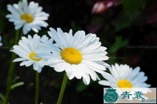 中药材白花除虫菊图片