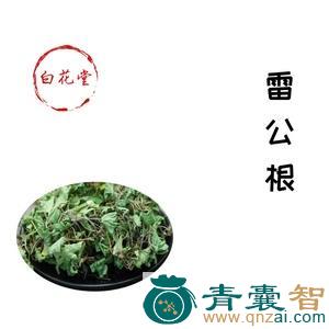中药材白花雷公根图片