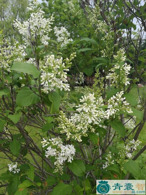 中药材白花香图片