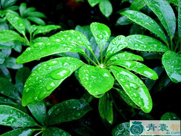 中药材白花鹅掌柴图片