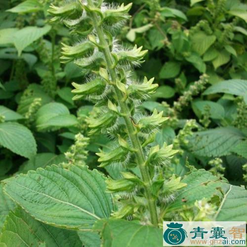 中药材白苏叶图片