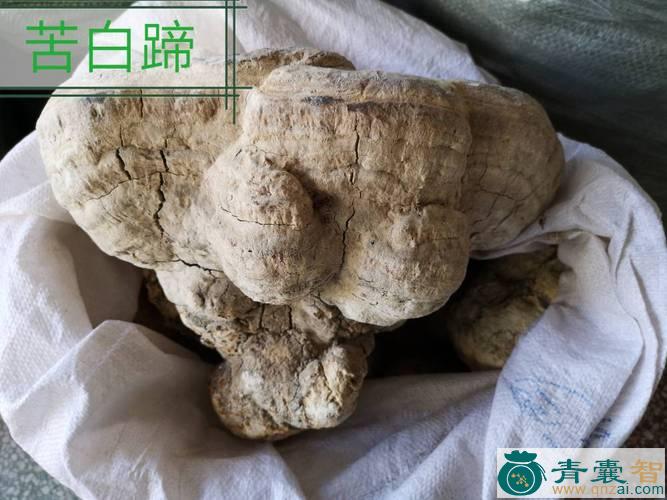 中药材白苦爹图片