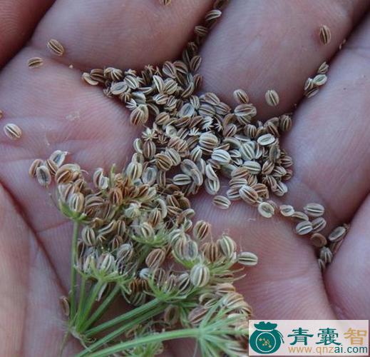 中药材白草仔图片