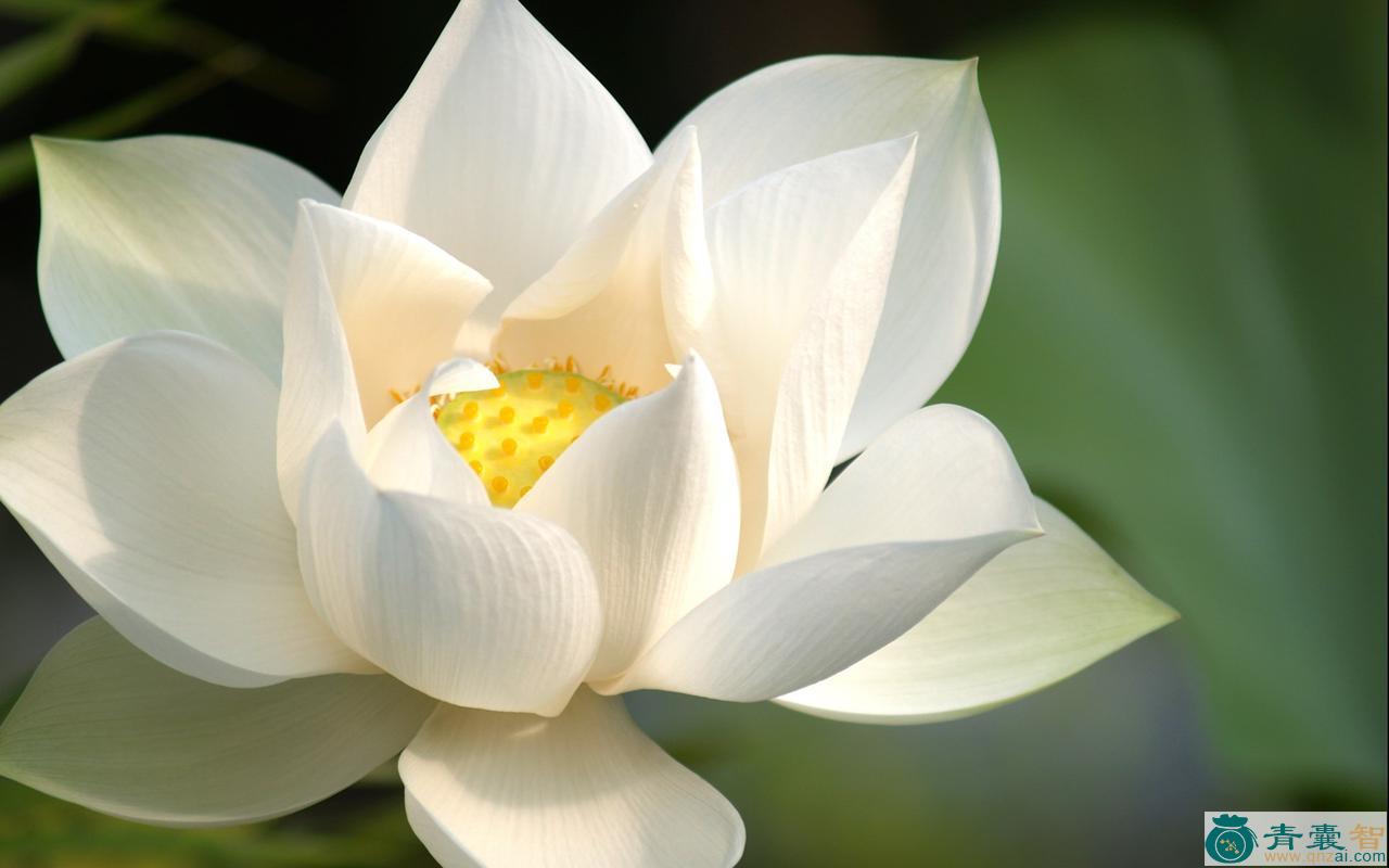 白莲花的性味归经以及功效用法-青囊智