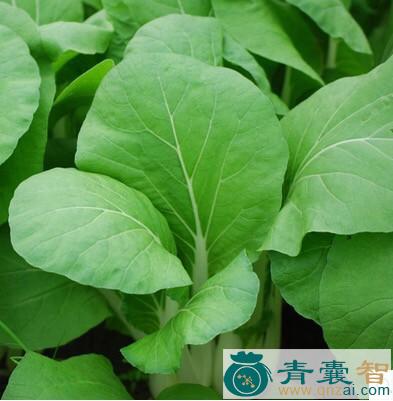 中药材白菜匙图片