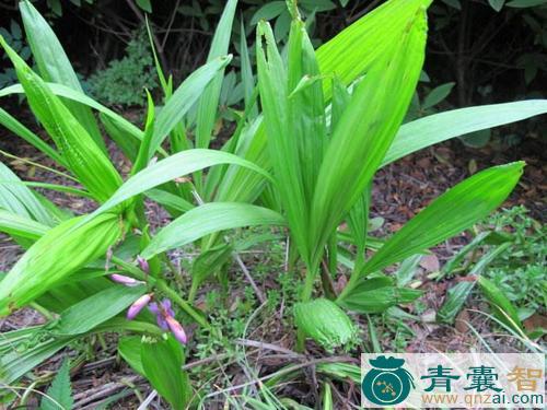 中药材白蒲草图片
