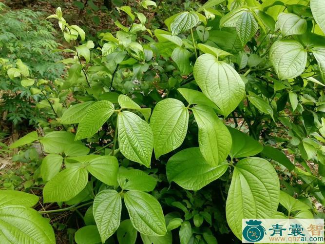 中药材白薯莨图片