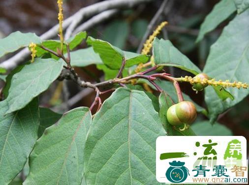 中药材白虎木图片