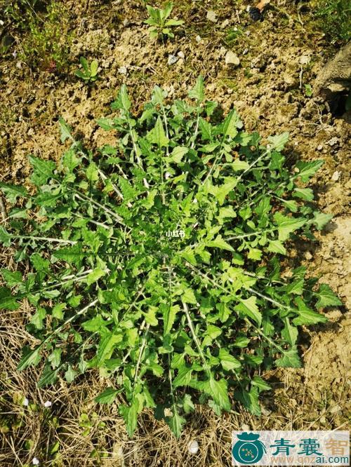 中药材白虎草图片