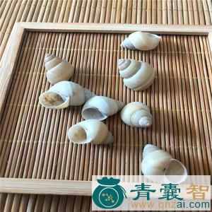 中药材白螺蛳壳图片