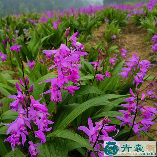 白袍花的性味归经以及功效用法和注意事项-青囊智