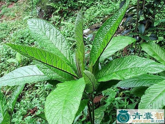 中药材白走马胎图片